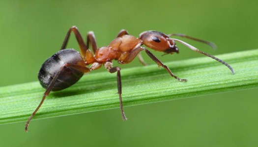 8 Mẹo diệt kiến trên cây trồng an toàn hiệu quả bất ngờ